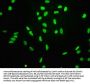 Acetyl-Histone H3.1(K4) Recombinant Monoclonal Antibody