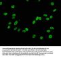 Di-methyl-Histone H3.1(K4) Recombinant Monoclonal Antibody