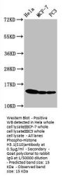 Phospho-Histone H3.1(S10) Recombinant Monoclonal Antibody