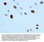 Phospho-Histone H3.1(S10) Recombinant Monoclonal Antibody