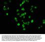 Acetyl-Histone H3.1(K14) Recombinant Monoclonal Antibody