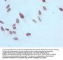 Mono-methyl-Histone H3.1(R17) Recombinant Monoclonal Antibody