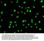 Mono-methyl-Histone H3.1(K18)Recombinant Monoclonal Antibody