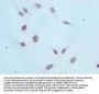 Mono-methyl-Histone H3.1(K36)Recombinant Monoclonal Antibody
