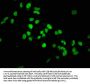 Mono-methyl-Histone H3.1(K36)Recombinant Monoclonal Antibody