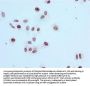 Acetyl-Histone H3.1 (K56) Recombinant Monoclonal Antibody