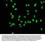 Acetyl-Histone H3.1 (K56) Recombinant Monoclonal Antibody