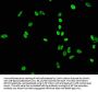 Acetyl-Histone H4 (K5) Recombinant Monoclonal Antibody