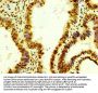 Histone H4 Recombinant Monoclonal Antibody