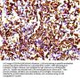 Histone H4 Recombinant Monoclonal Antibody