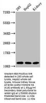Acetyl-Histone H4 (K16) Recombinant Monoclonal Antibody