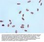 Acetyl-Histone H4 (K16) Recombinant Monoclonal Antibody