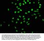 Acetyl-Histone H4 (K16) Recombinant Monoclonal Antibody