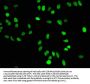 Mono-methyl-Histone H4 (K16) Recombinant Monoclonal Antibody