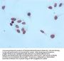 Tri-methyl-Histone H4 (K20) Recombinant Monoclonal Antibody