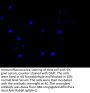 HNRNPC Recombinant Monoclonal Antibody