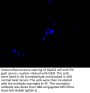 HNRNPC Recombinant Monoclonal Antibody