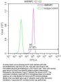 HNRNPC Recombinant Monoclonal Antibody
