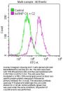 HNRNPC Recombinant Monoclonal Antibody