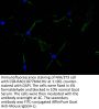 ITGAV Recombinant Monoclonal Antibody