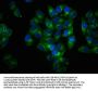 Phospho-LAT (Y191) Recombinant Monoclonal Antibody