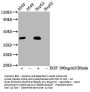 Phospho-MAPK3 (T202) + MAPK1 (T185) Recombinant Monoclonal Antibody
