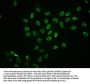 Phospho-MAPK3 (T202) + MAPK1 (T185) Recombinant Monoclonal Antibody