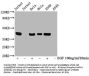Phospho-MAPK3 (T202/Y204) + MAPK1 (T185/Y187) Recombinant Monoclonal Antibody