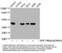 Phospho-MAPK3 (T202/Y204) + MAPK1 (T185/Y187) Recombinant Monoclonal Antibody