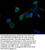 MET Recombinant Monoclonal Antibody