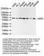 MYC Recombinant Monoclonal Antibody