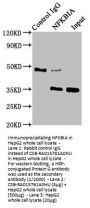 NFKBIA Recombinant Monoclonal Antibody