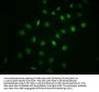 Phospho-NFKBIA (S32) Recombinant Monoclonal Antibody