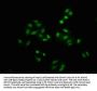Phospho-PAK4/PAK5/PAK6 (S474/S560/S602) Recombinant Monoclonal Antibody