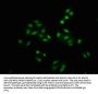 Phospho-PAK4/PAK5/PAK6 (S474/S560/S602) Recombinant Monoclonal Antibody