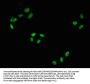 Phospho-RAF1 (S43) Recombinant Monoclonal Antibody