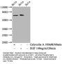 Phospho-RAF1 (S621) Recombinant Monoclonal Antibody
