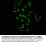Phospho-RAF1 (S621) Recombinant Monoclonal Antibody