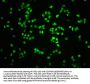 Phospho-RB1 (S807) Recombinant Monoclonal Antibody