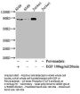 Phospho-STAT3 (Tyr705) Recombinant Monoclonal Antibody