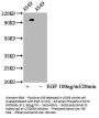 Phospho-STAT3 (S727) Recombinant Monoclonal Antibody