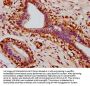 Phospho-STAT3 (S727) Recombinant Monoclonal Antibody