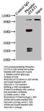 Phospho-STAT3 (S727) Recombinant Monoclonal Antibody