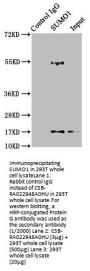 SUMO1 Recombinant Monoclonal Antibody