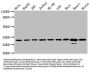 VDAC1 Recombinant Monoclonal Antibody