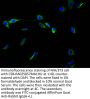 VIM Recombinant Monoclonal Antibody