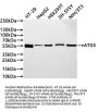 ATG5 Recombinant Monoclonal Antibody
