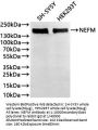 NEFM Recombinant Monoclonal Antibody