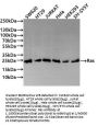 HRAS/KRAS/NRAS Recombinant Monoclonal Antibody
