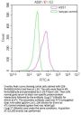 ASS1 Recombinant Monoclonal Antibody